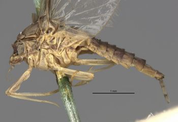 Media type: image;   Entomology 11235 Aspect: habitus lateral view